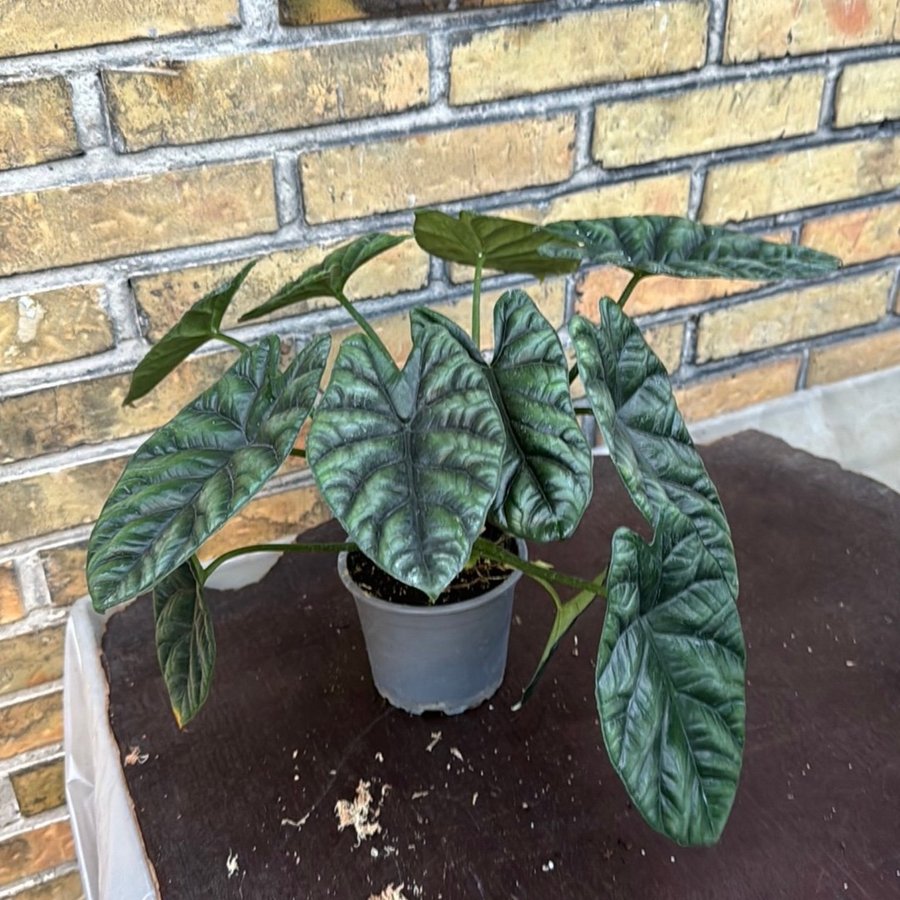 Alocasia siunata 12 cm