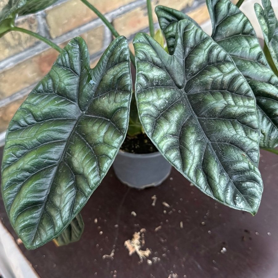 Alocasia siunata 12 cm