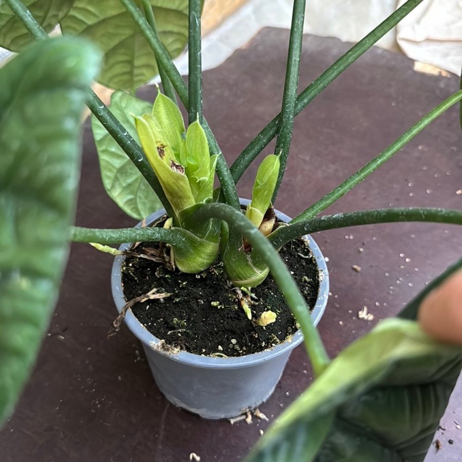 Alocasia siunata 12 cm