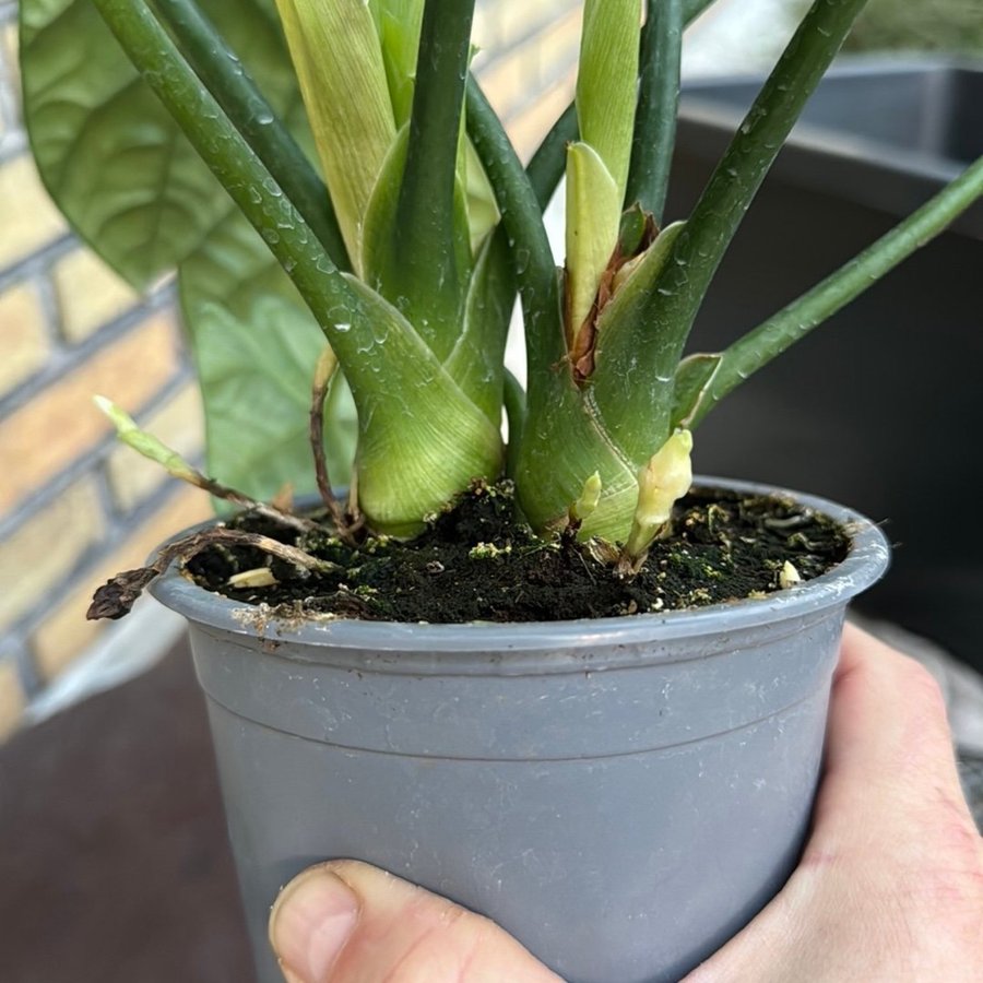 Alocasia siunata 12 cm