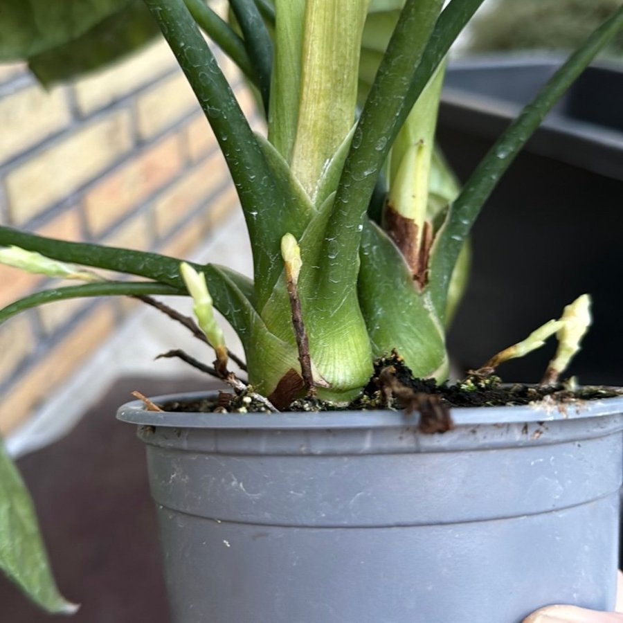 Alocasia siunata 12 cm