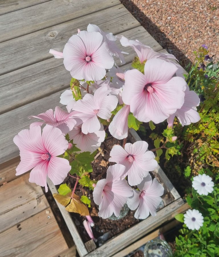 Frön till Ljusrosa malva annuell