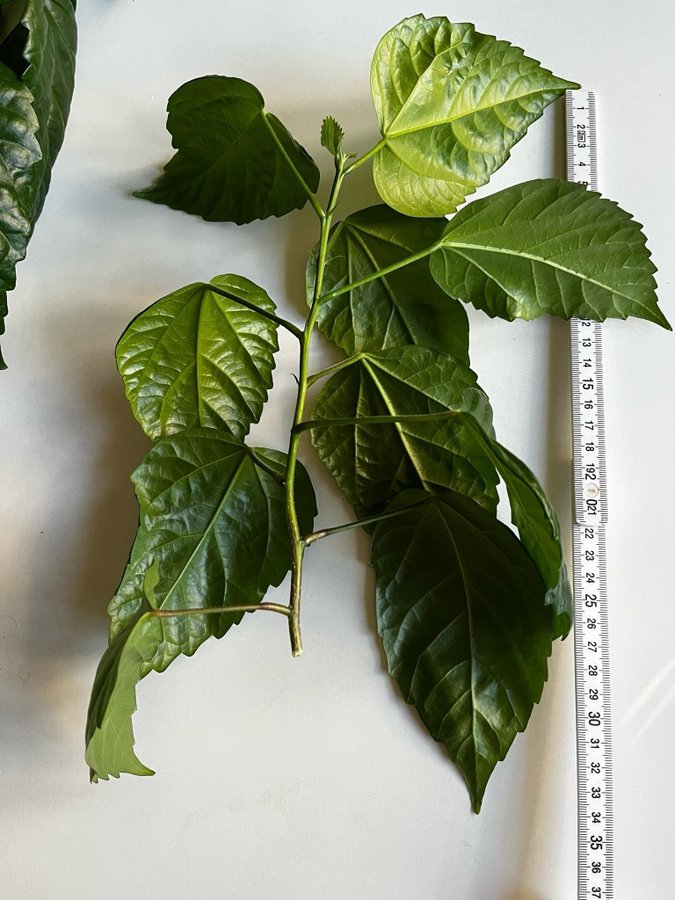 Hibiskus dubbel röd kraftig sort En orotat stickling