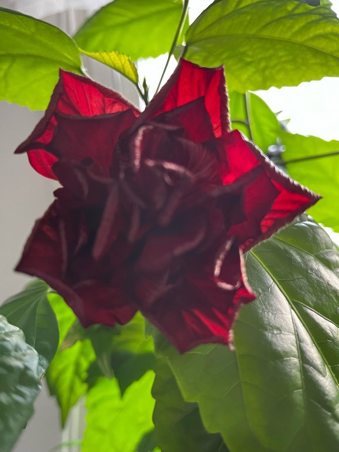 Hibiskus dubbel röd kraftig sort En orotat stickling