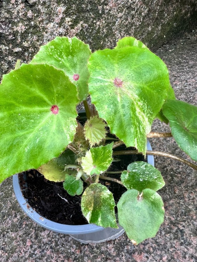 Begonia rouge VARIEGATA