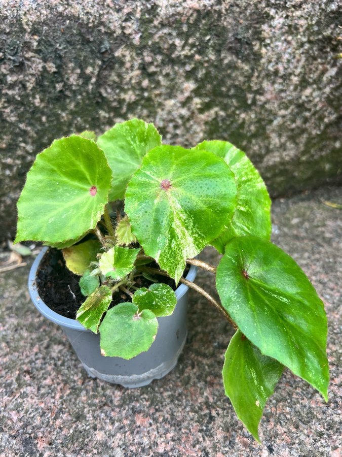 Begonia rouge VARIEGATA