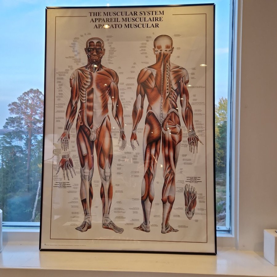 Anatomisk , muskel Tavla, utbildning, dekoration 100cm x 70cm