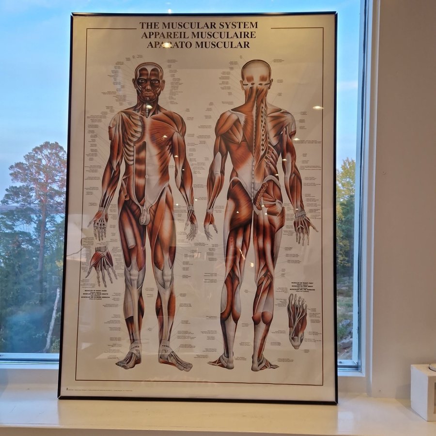 Anatomisk , muskel Tavla, utbildning, dekoration 100cm x 70cm