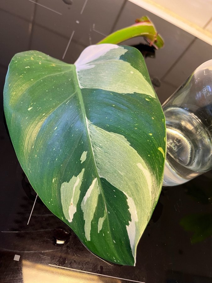 Philodendron White Princess Stor Stickling!