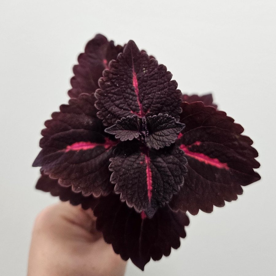 Stickling av China Rose/ Palettblad, Coleus