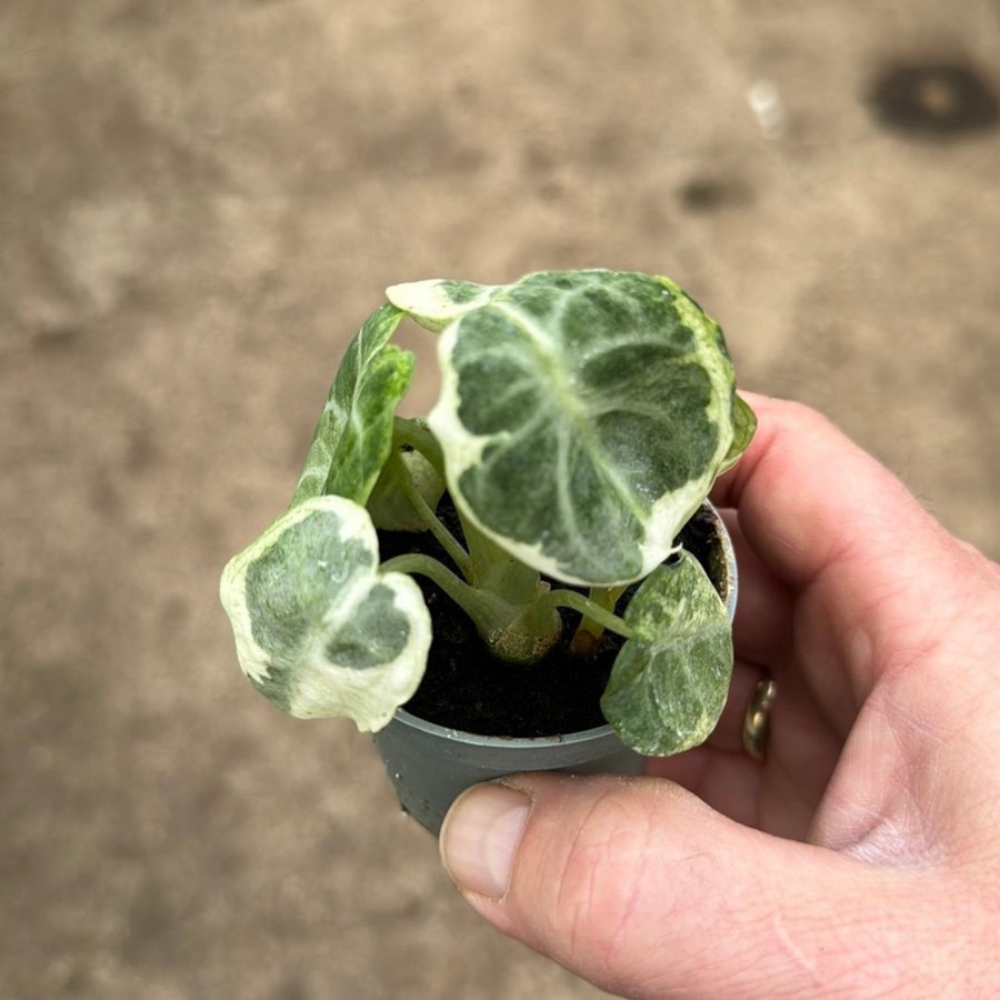 Alocasia Ninja Variegata