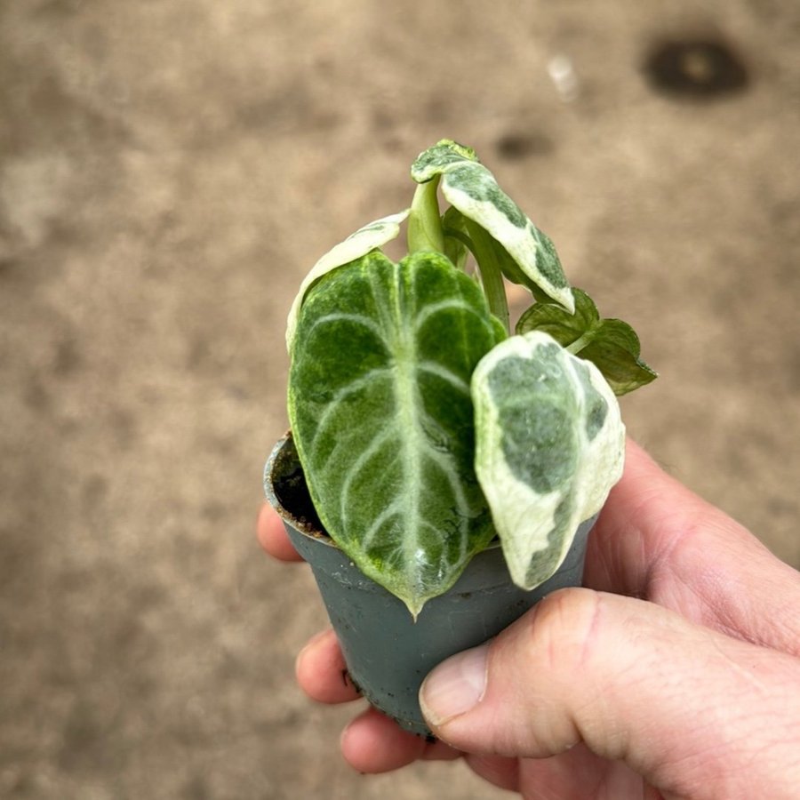 Alocasia Ninja Variegata