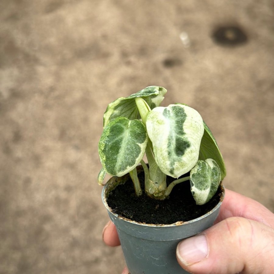 Alocasia Ninja Variegata