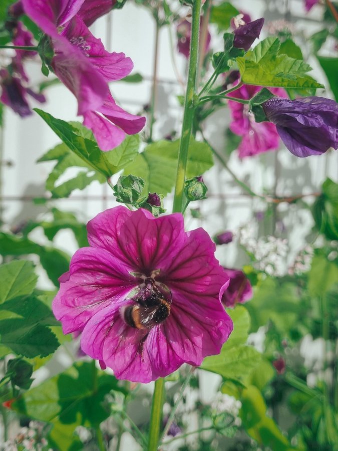 Mauritansk Rödmalva Cerise mörkrosa anuell