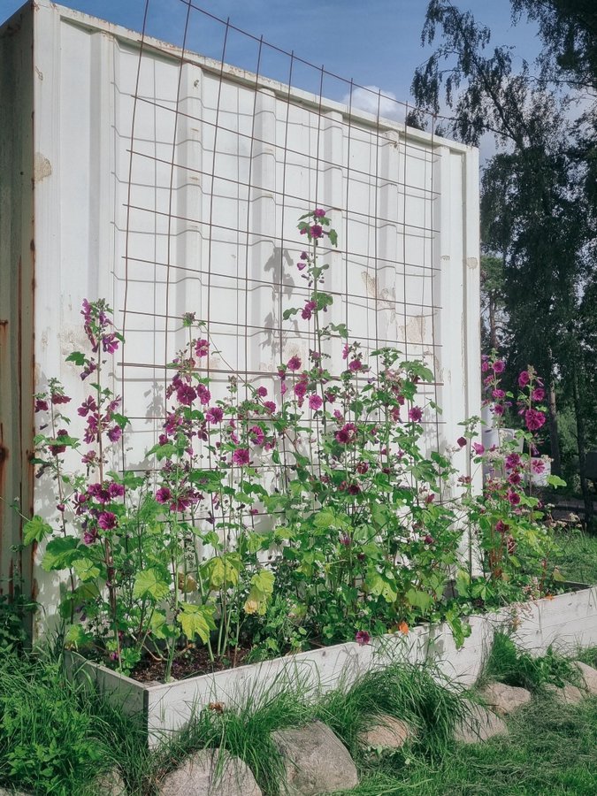 Mauritansk Rödmalva Cerise mörkrosa anuell