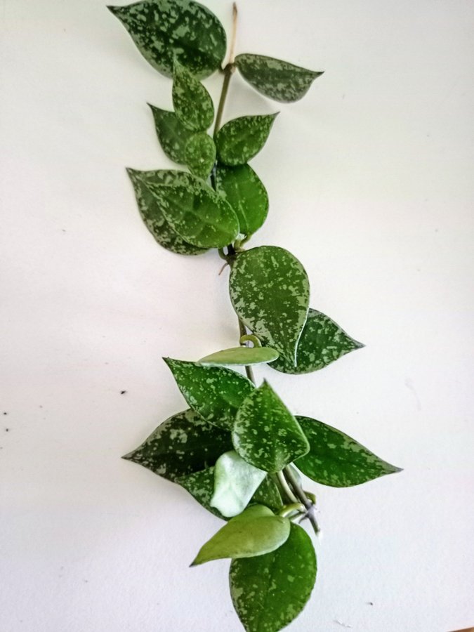 HOYA KROHNIANA " SUPER SILVER"I - stickling