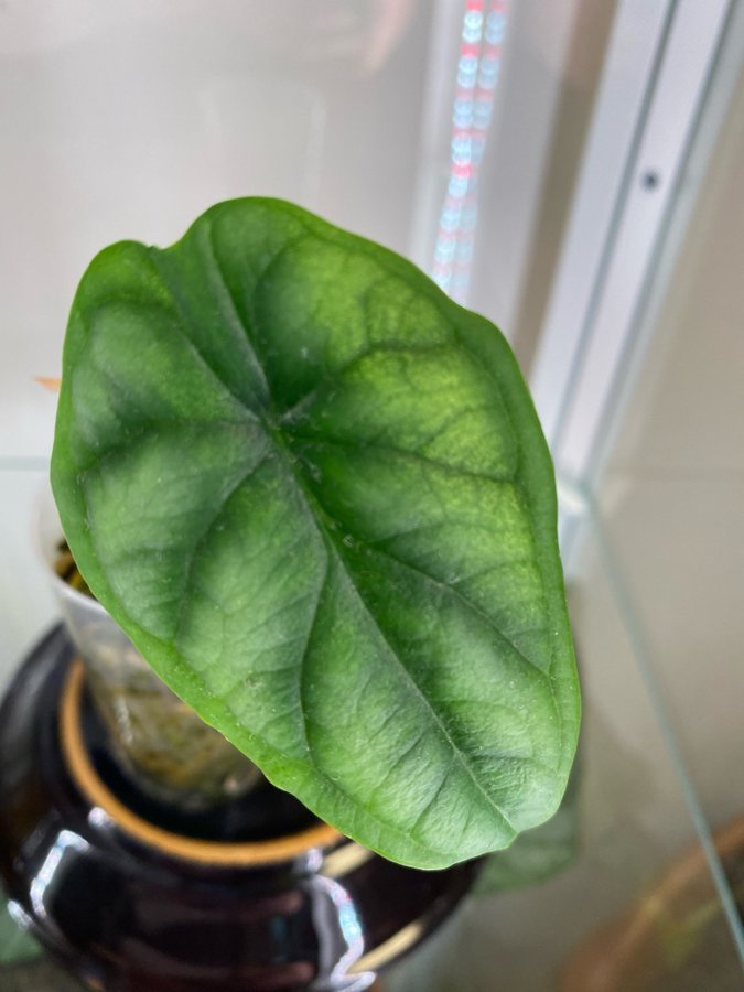 Alocasia Dragon Scale