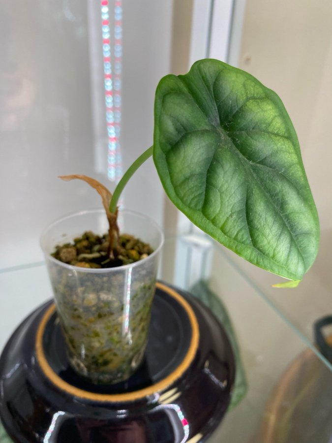 Alocasia Dragon Scale