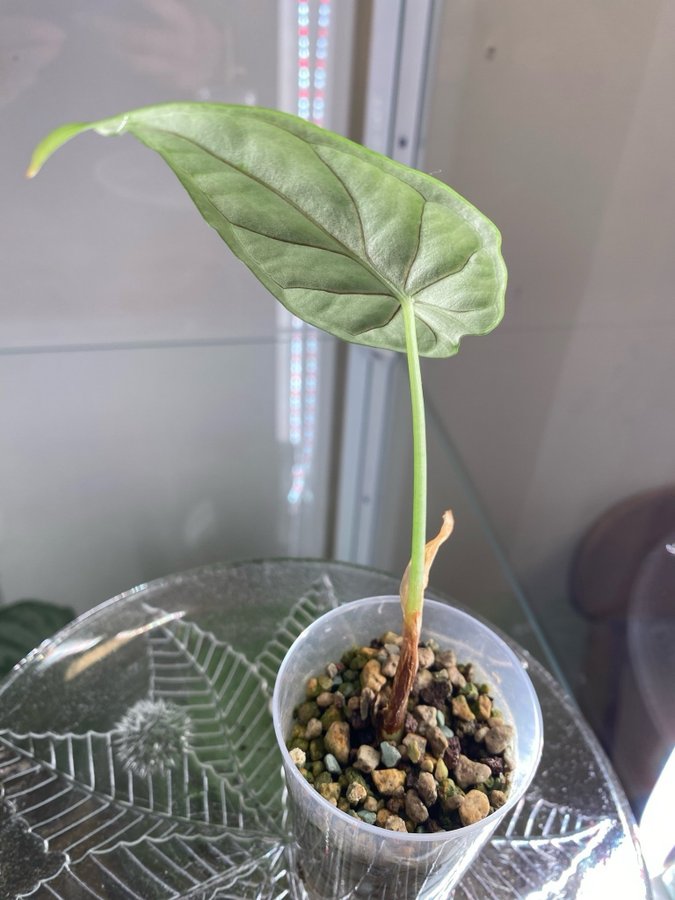 Alocasia Dragon Scale