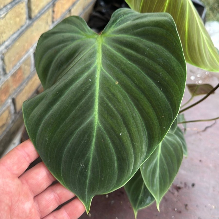 Philodendron el choco red 12 cm