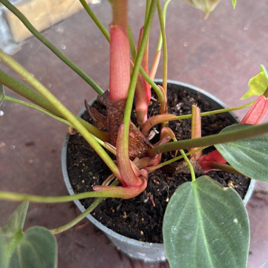 Philodendron el choco red 12 cm