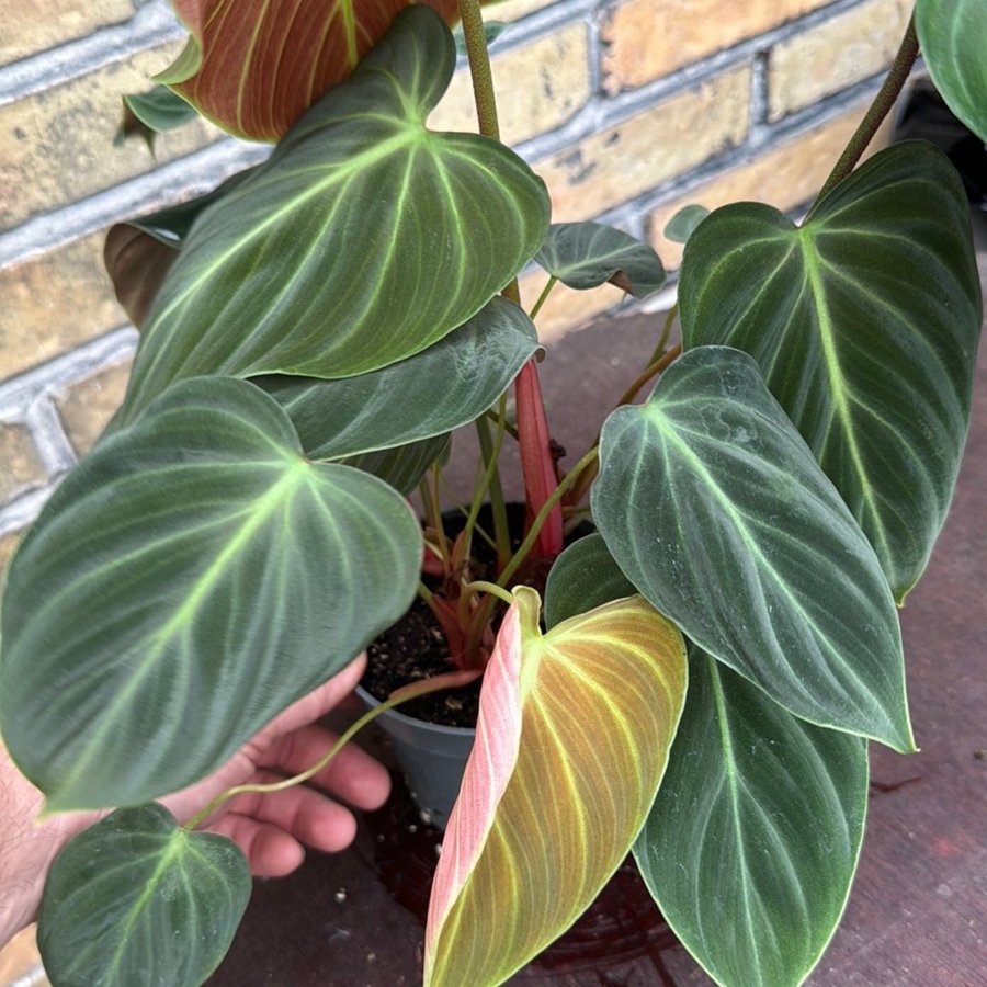 Philodendron el choco red 12 cm