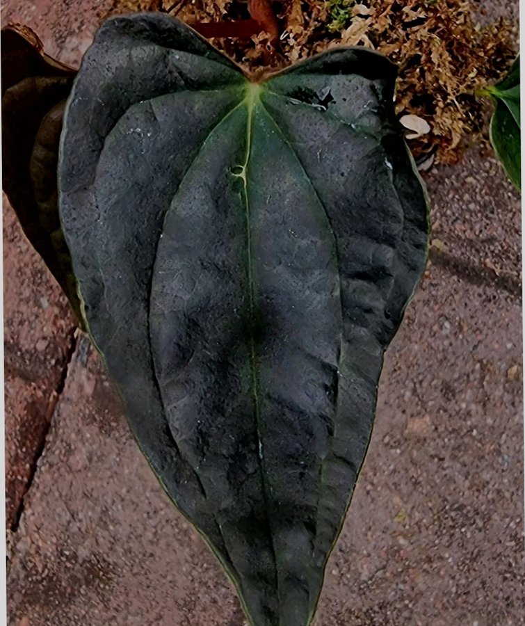 *Raritet* Anthurium papillilaminum flat FSxRL x luxurians