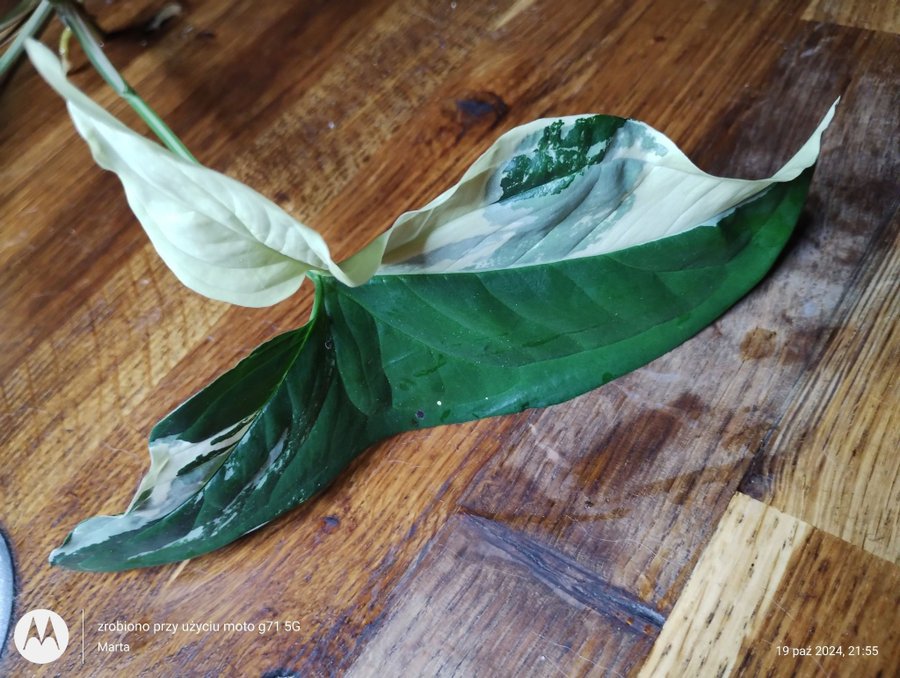 Syngonium podophyllum albo ’Variegata’