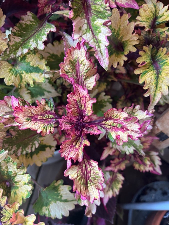 Palettblad coleus fröer, 40+ FRÖER