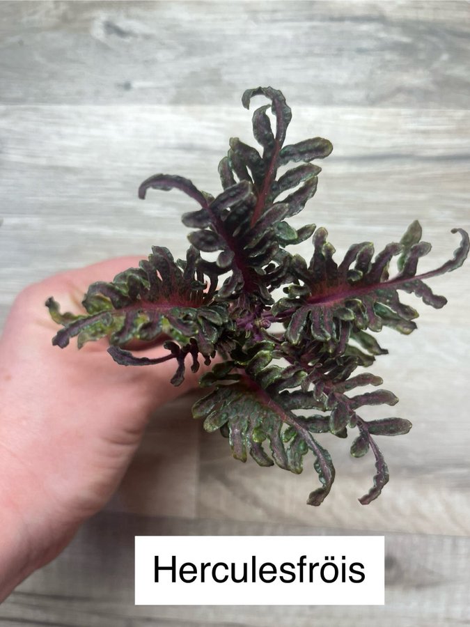 Palettblad coleus fröer, 40+ FRÖER