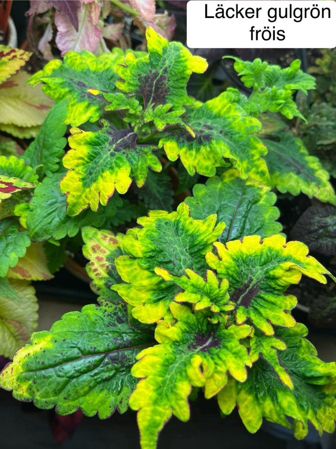 Palettblad coleus fröer, 40+ FRÖER