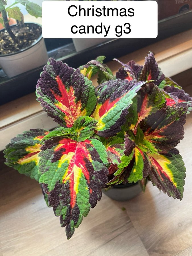 Palettblad coleus fröer, 40+ FRÖER