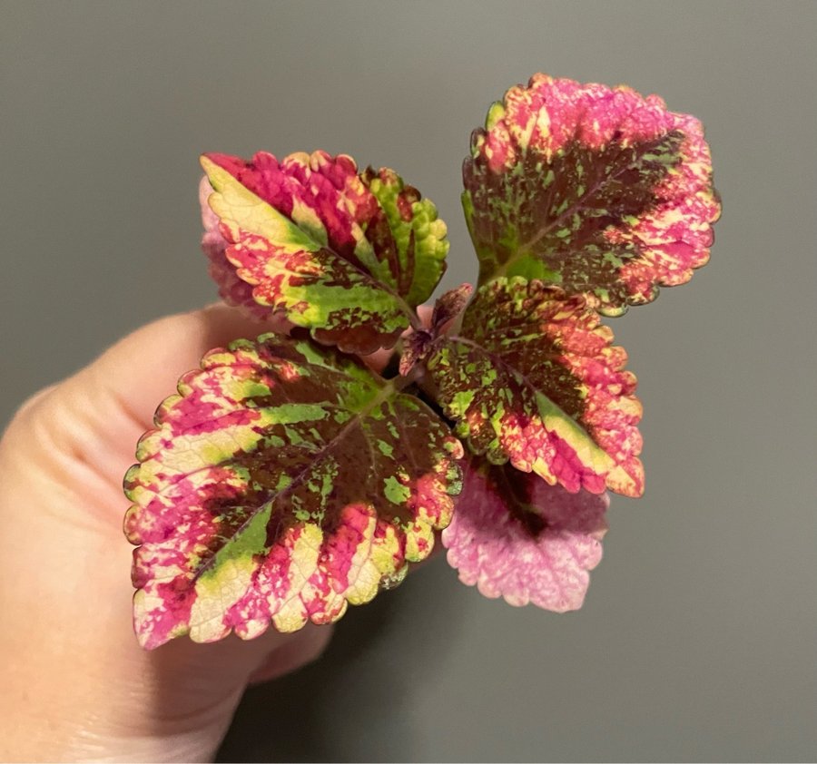 Solero rotad stickling palettblad coleus