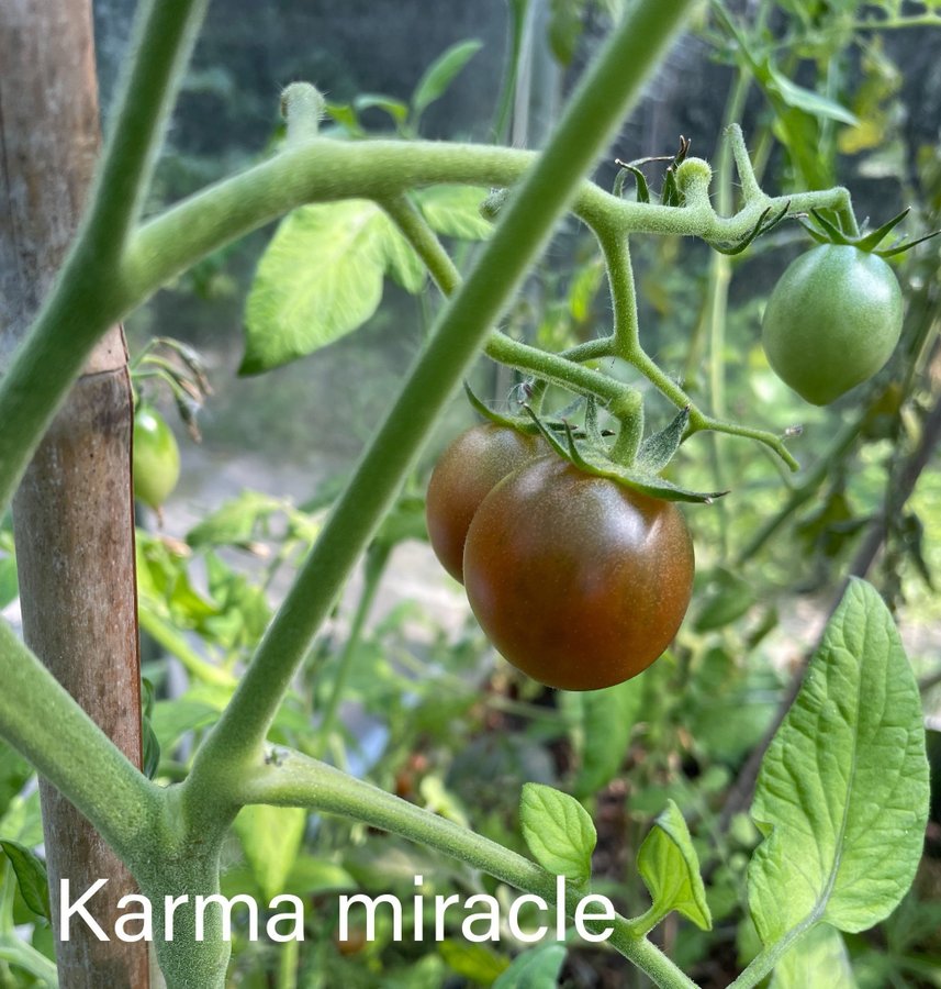 Karma miracle - tomatfröer - 5st