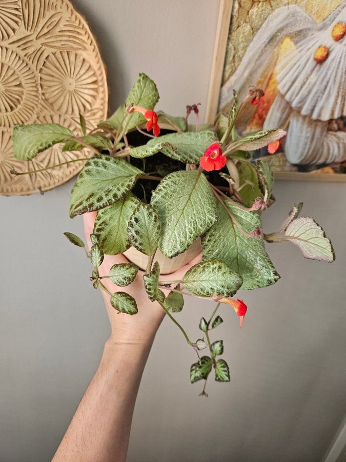 Episcia 'Silver Sheen' kopparblad