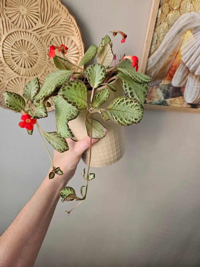 Episcia 'Silver Sheen' kopparblad