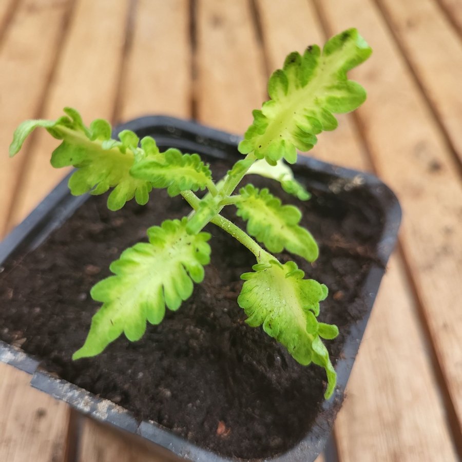 Coleus palettblad