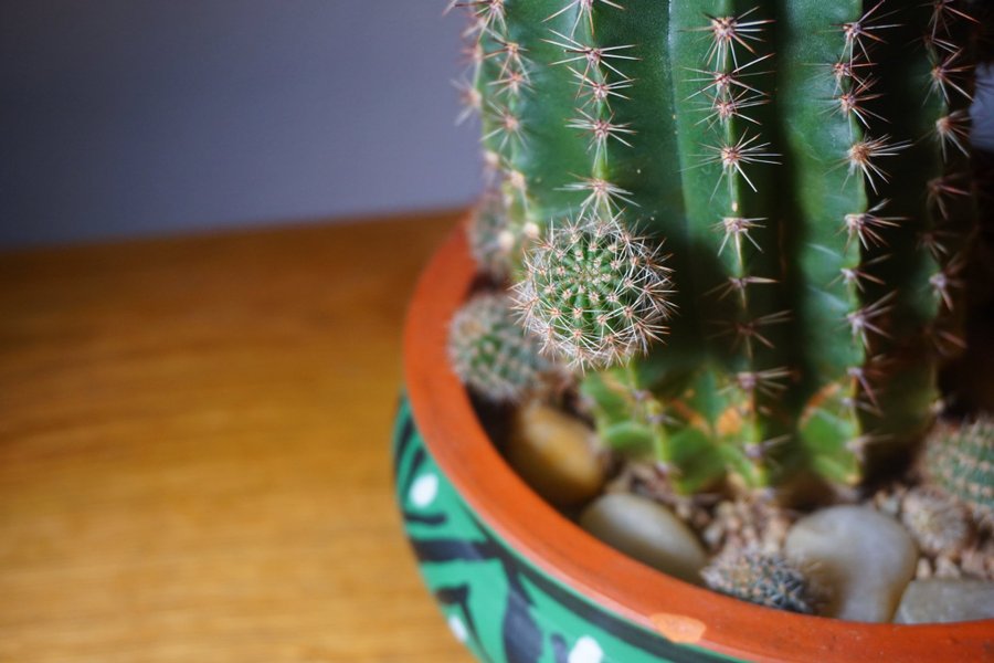 Echinopsis oxygona. Kökssjöborrekaktus