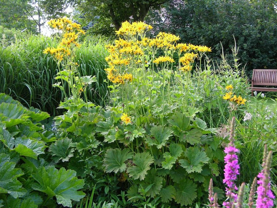 Klippstånds 'Ligularia Palmatiloba', flerårig, h 100-150 cm, bl aug-sep, 30 frö