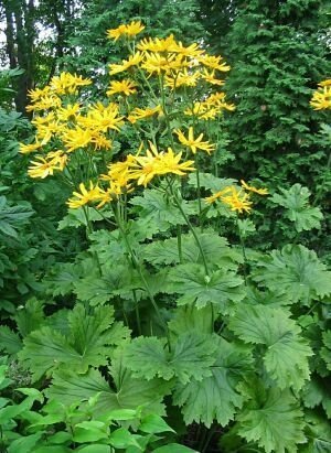 Klippstånds 'Ligularia Palmatiloba', flerårig, h 100-150 cm, bl aug-sep, 30 frö