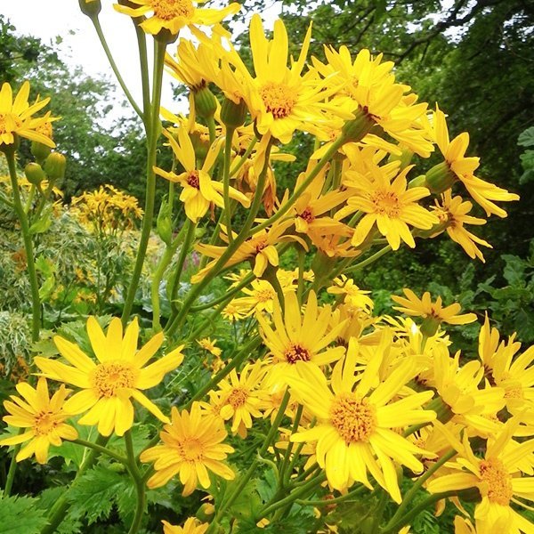 Klippstånds 'Ligularia Palmatiloba', flerårig, h 100-150 cm, bl aug-sep, 30 frö