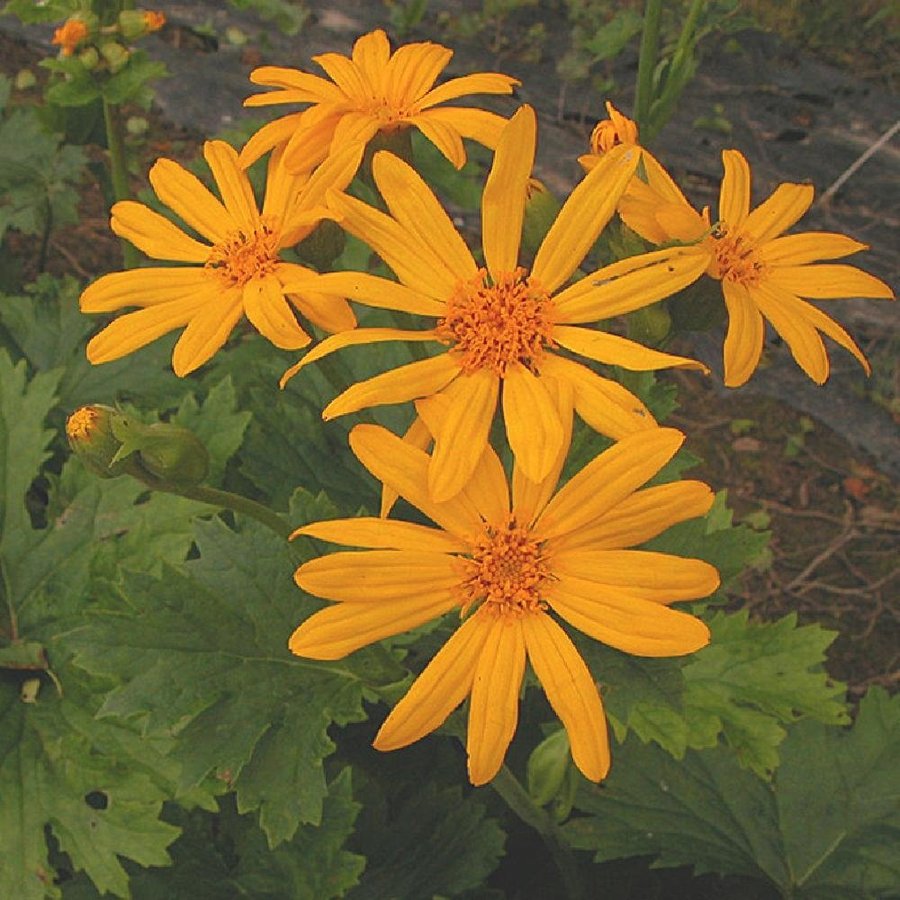 Klippstånds 'Ligularia Palmatiloba', flerårig, h 100-150 cm, bl aug-sep, 30 frö