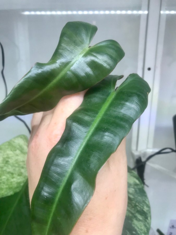 Philodendron Atabapoense