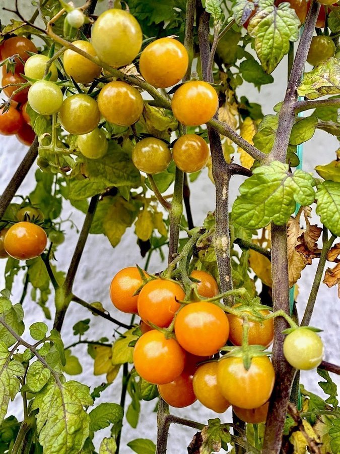 STIKKELSBÆR - KRUSBÄRSTOMAT - Dansk god cherrytomat