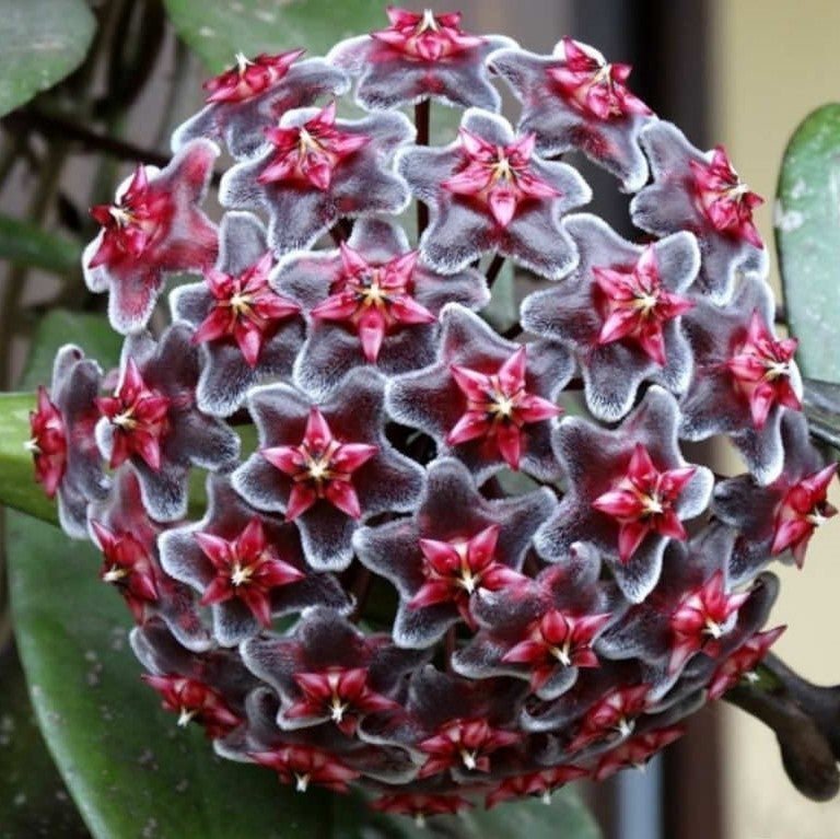 Hoya Royal Hawaiian Purple