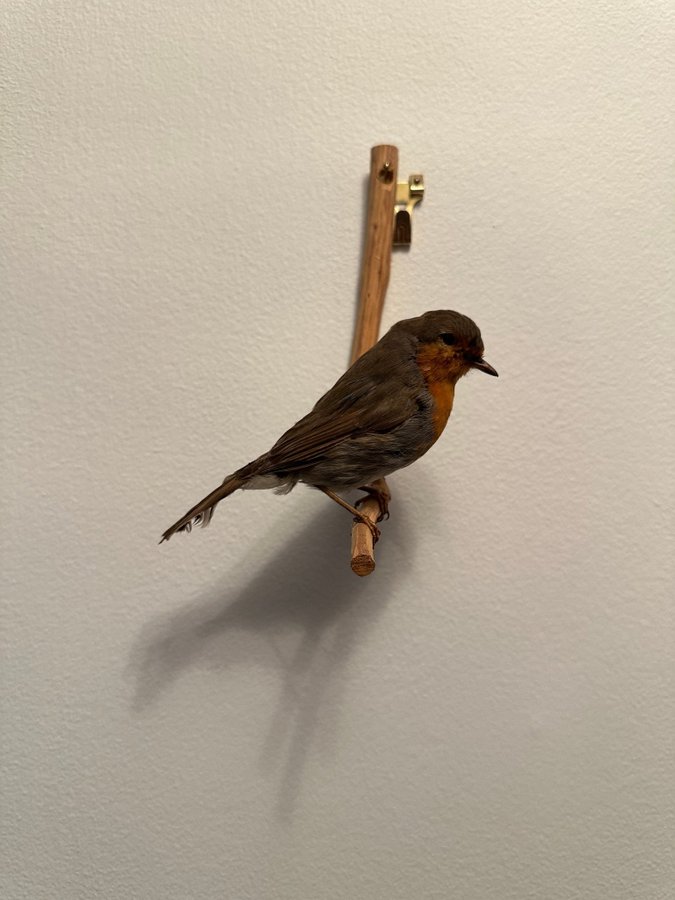 Rödhake Uppstoppad Taxidermi