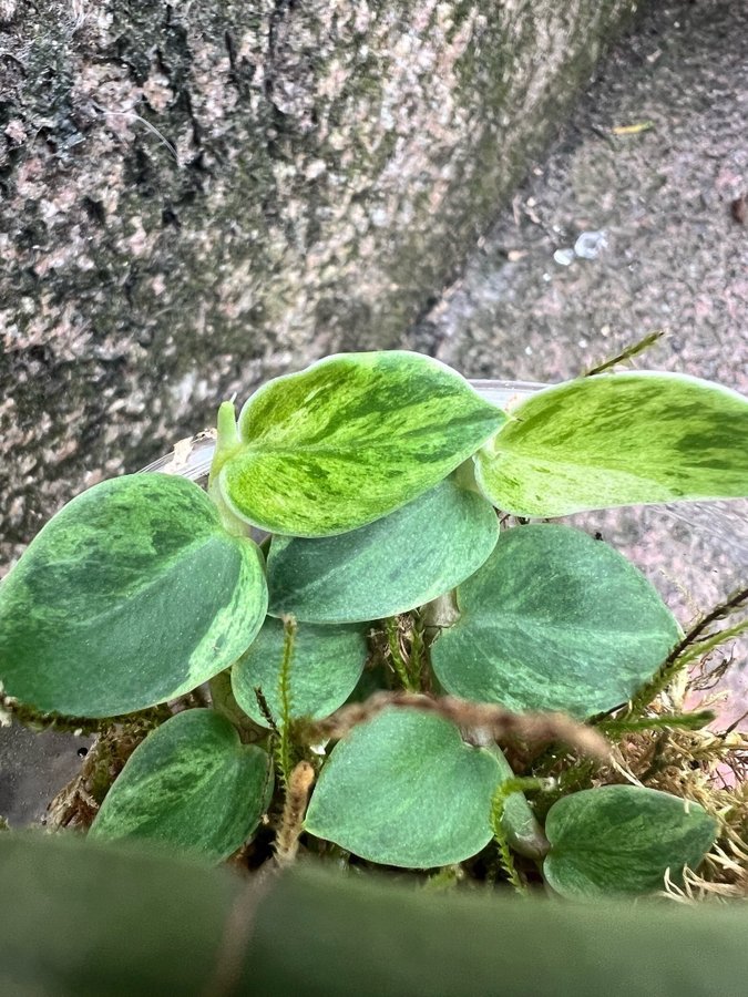 Rhaphidophora hayii VARIEGATA