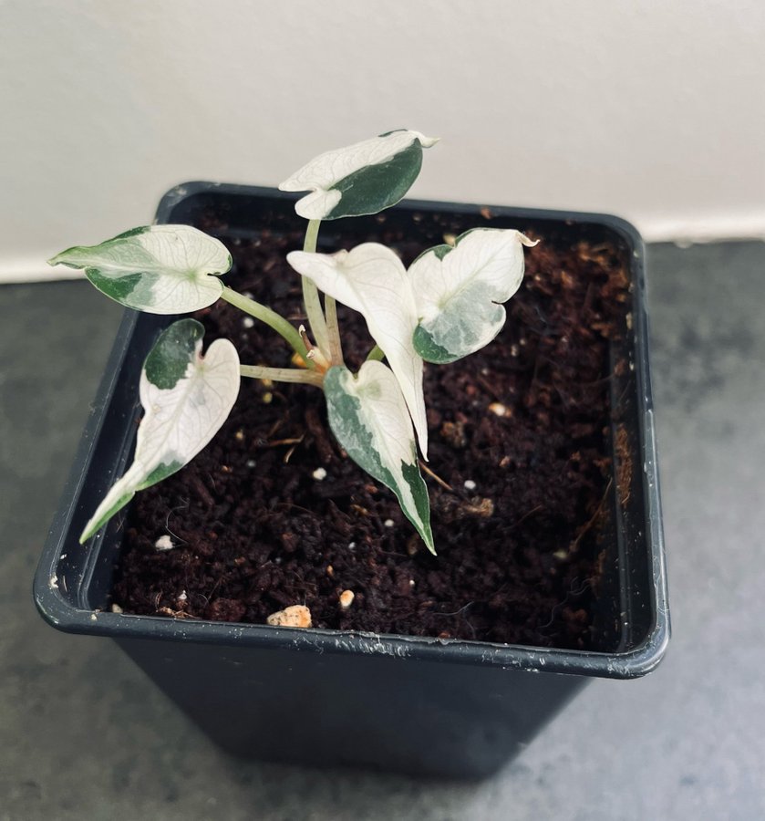 Alocasia bambino variegata