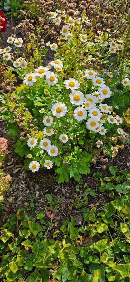 Tanacetum parthenium 1 st