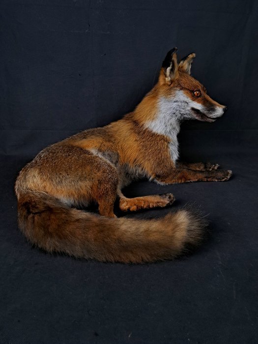 Uppstoppad Rödräv Mycket fint skick Liggande montage. Taxidermy Fox Vulpes Räv